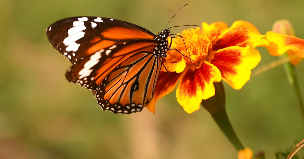 What does a swallowing therapist do?