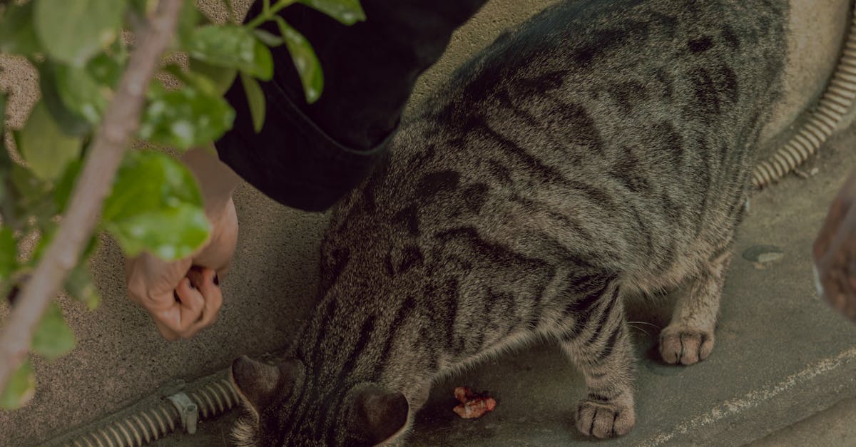 What is feeding therapy techniques?