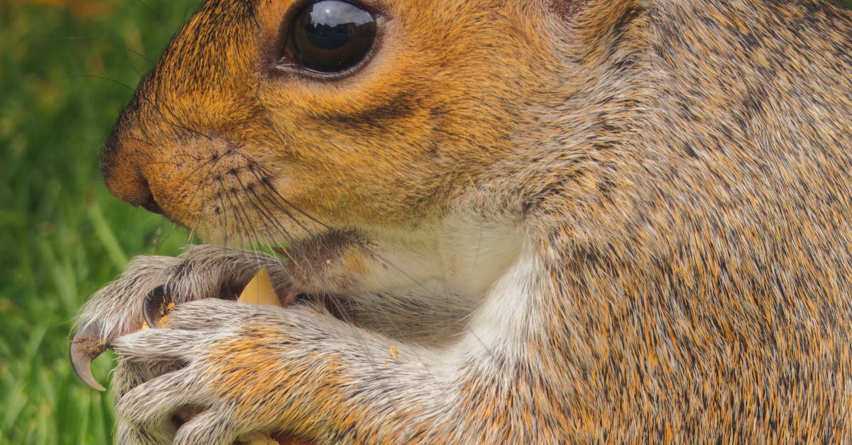 What therapy helps with swallowing?